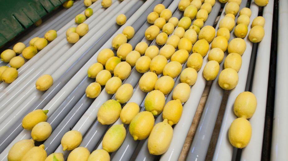 Slimme automatisering van NIRAS verhoogt efficiëntie fruitverwerker